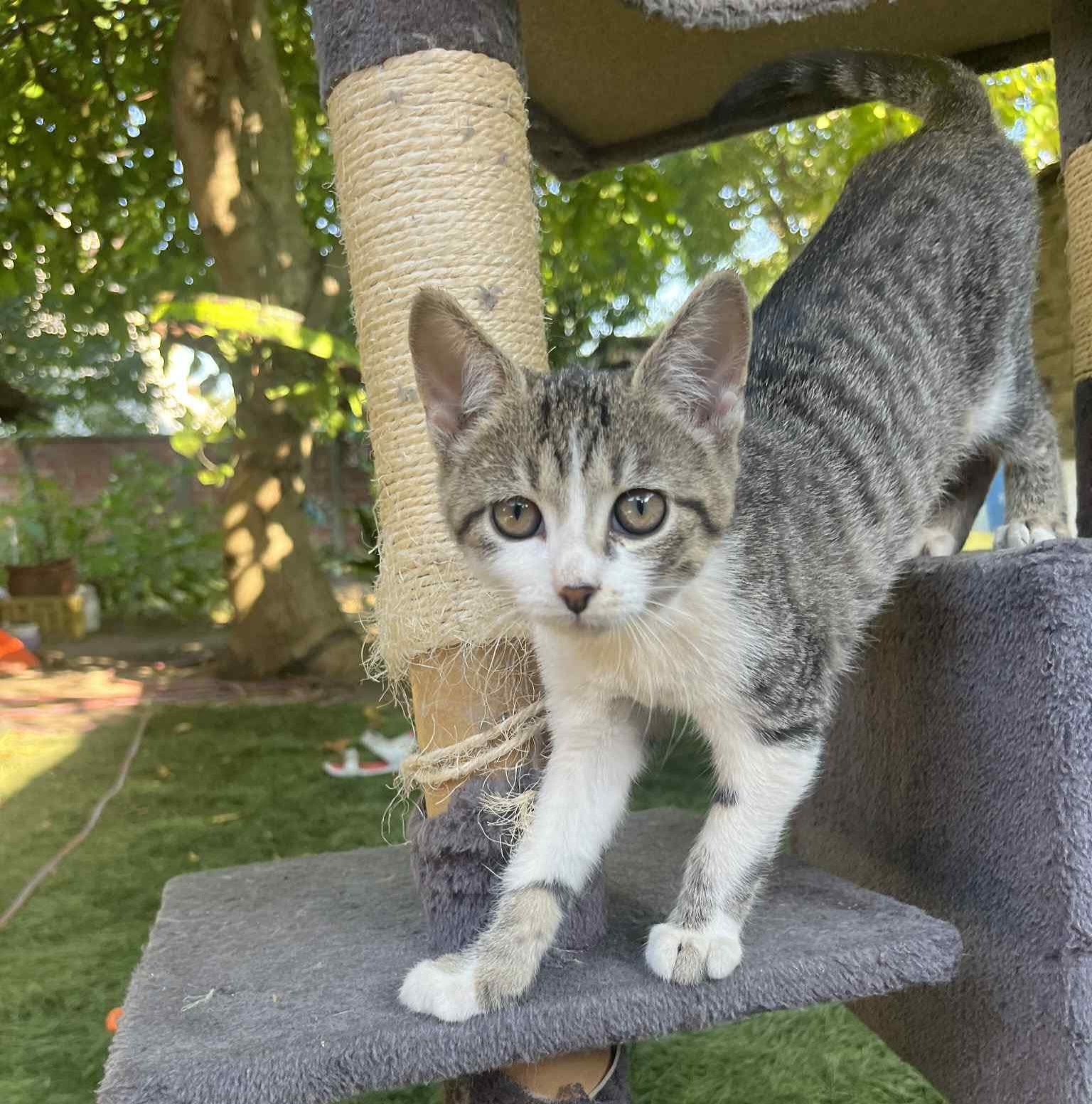Cirmi