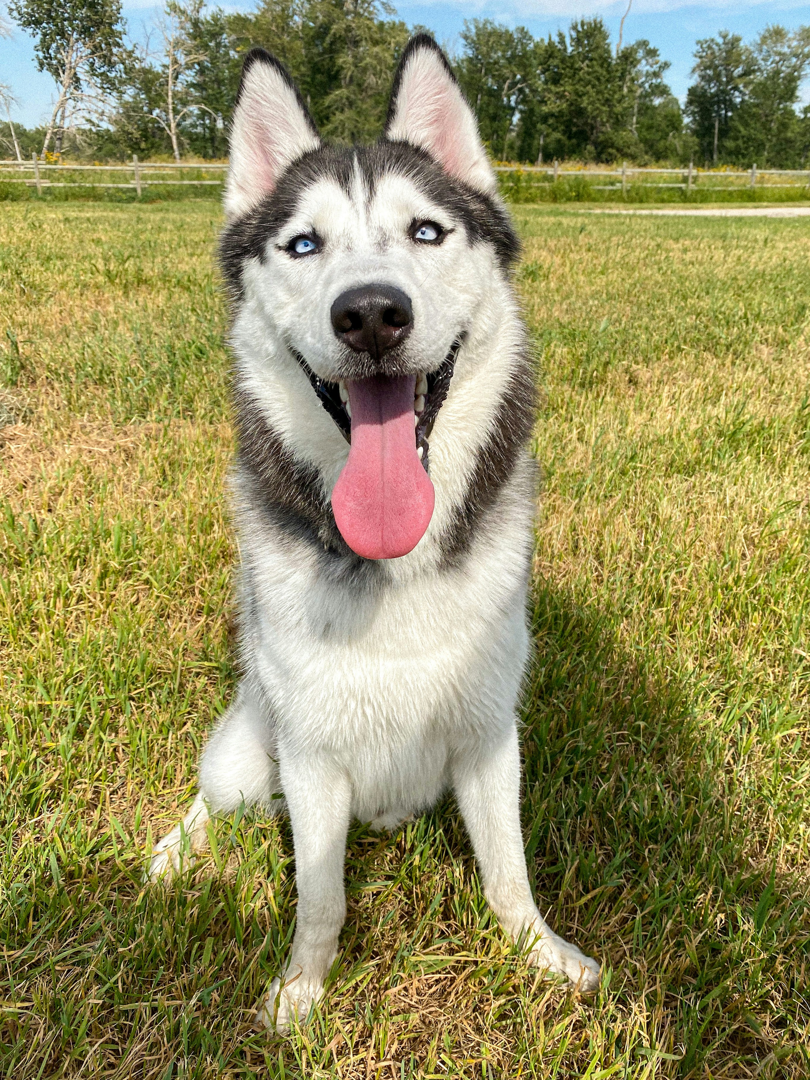 Maya