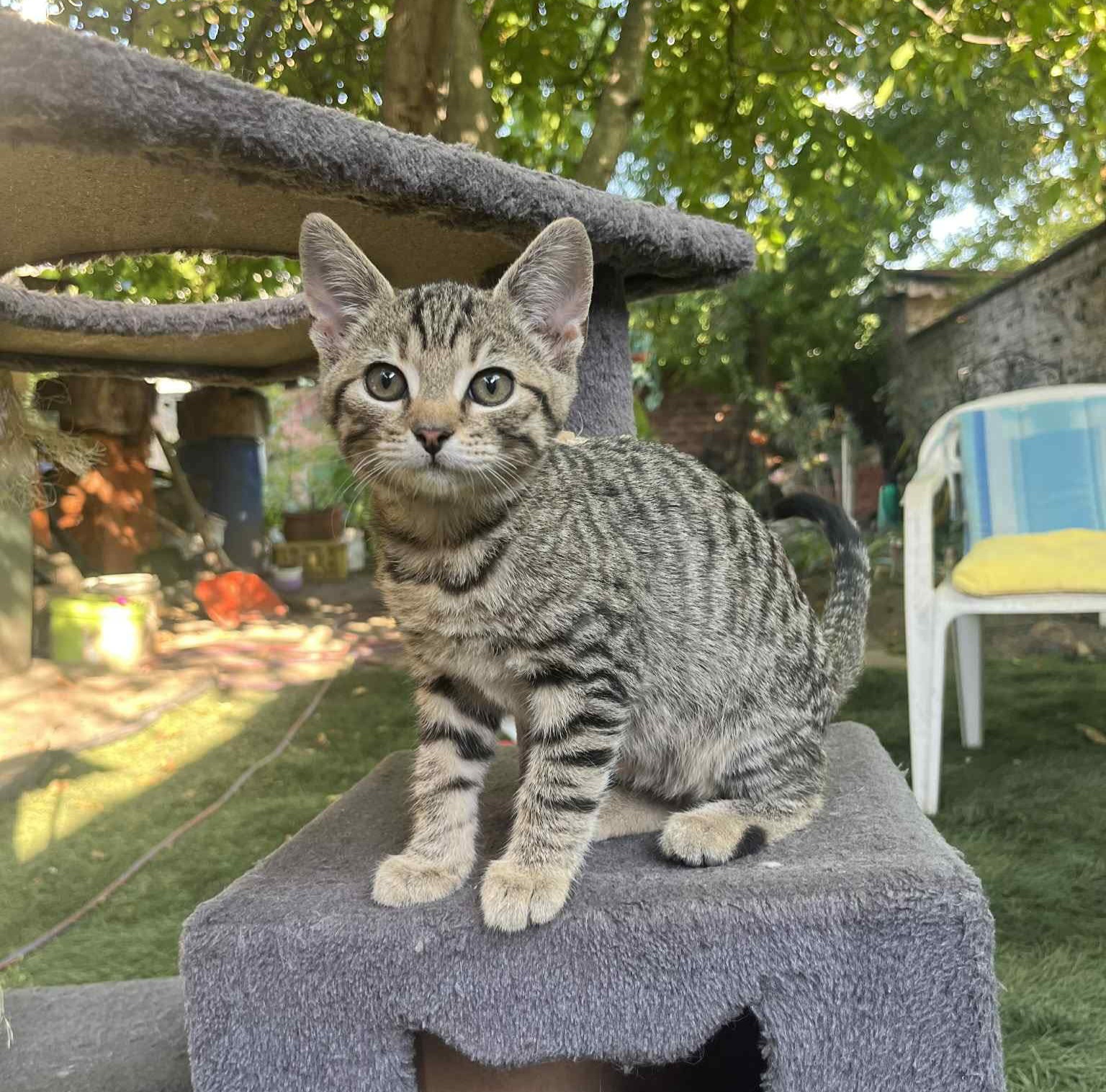 Mimi