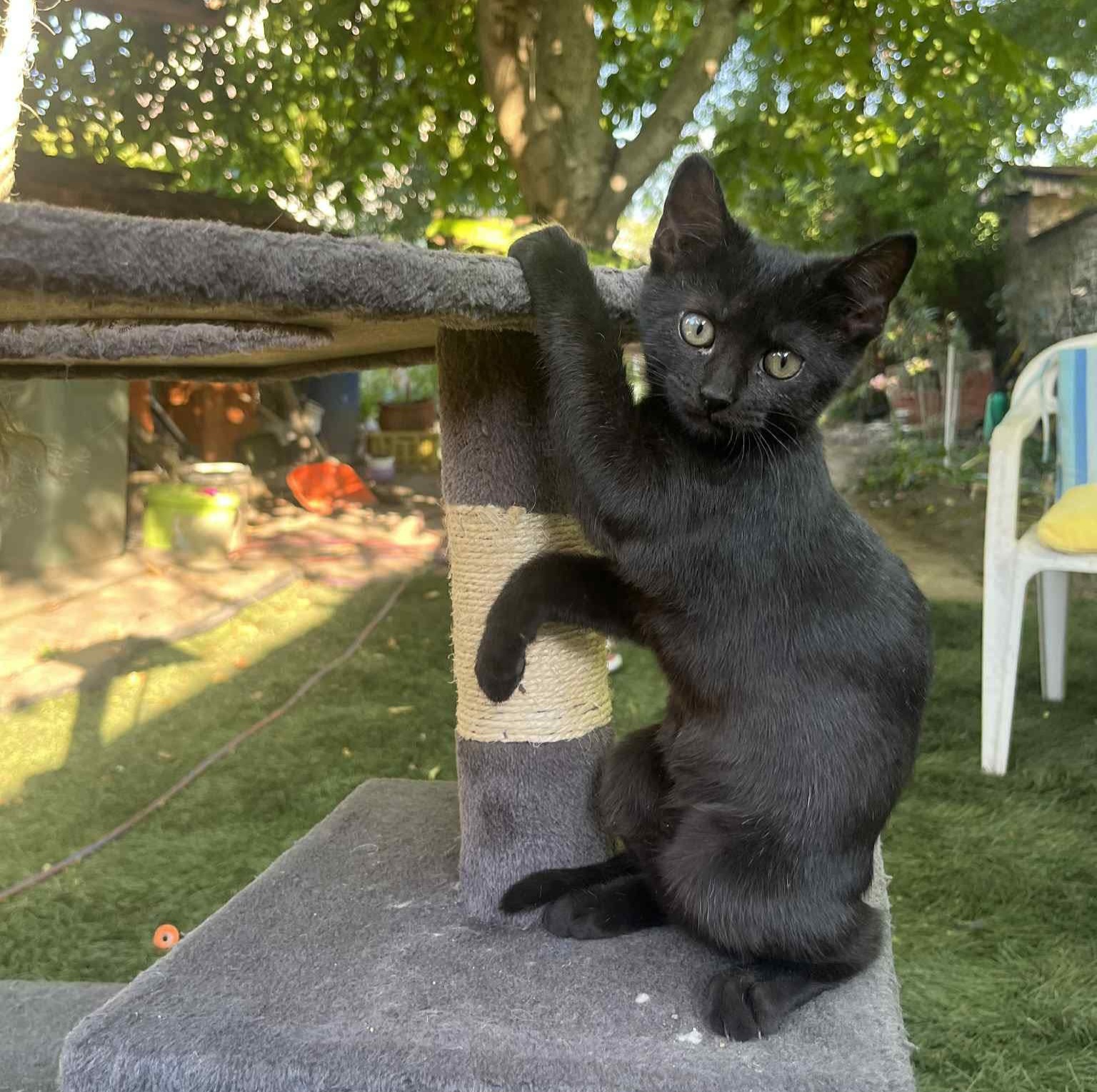 Nala